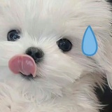 甜欣小鱼