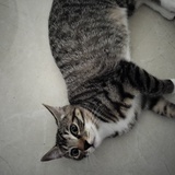 猫宝么么哒