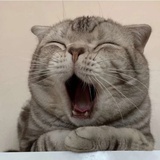 阿里嘎都