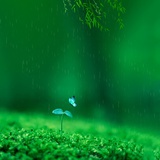 毛小花花