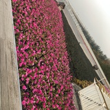 冬日豆花乌龙茶
