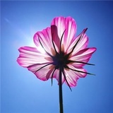 遮阳花