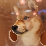 螃蟹的拖鞋