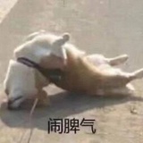 关你西红柿