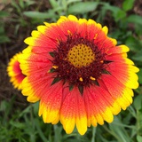 完结撒花露水