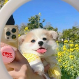 新之助卡哇伊
