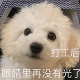 小白乖乖