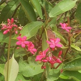 蜂趸之微
