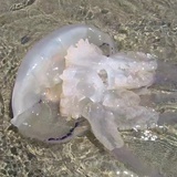 海遊水母