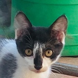 爱猫女