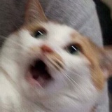 倩倩郡主