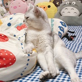 梦子