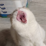 瓜农