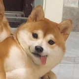 小金运营说