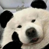 点点