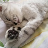 一棵银杏树