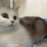 正宗软柿子