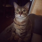 核桃露拌芝麻糊