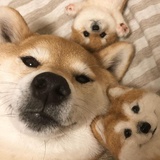 三颗橙子