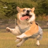 再见绘梨