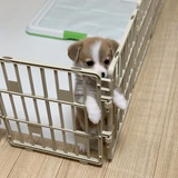 一个代号