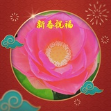 豆友   无为佬