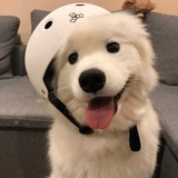 王大可
