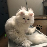 春洄秃子
