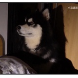 闲鱼