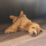 orio