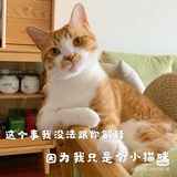 一只不会飞的喵