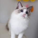 跴聿