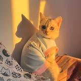 白露