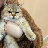 鲨我别用小猫刀