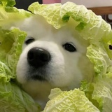 我是一只小菜狗