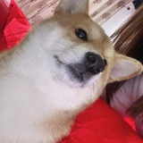 茕茕清清
