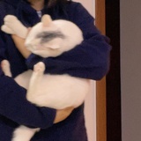 猫耳朵