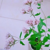 月颜🌛