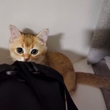 王若锦
