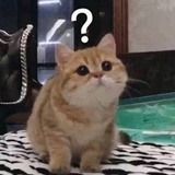 称橙橙的秤