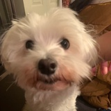都灵狐