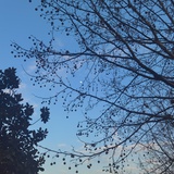 小涵