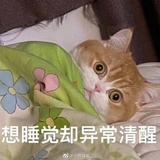 萌萌的兔子