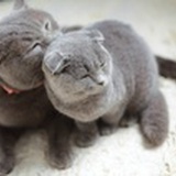 小七