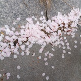 枝枝摇浪花