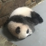 马哥的小翅膀