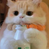 铁拳贝贝