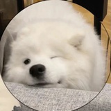 鍾鱼芊眠