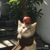 蓝色的橘子