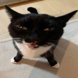 豆吱沙